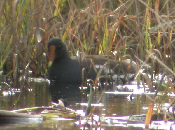 Common Gallinule