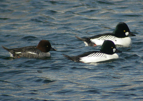 Common Goldeneye