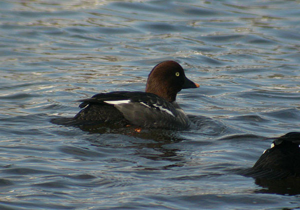 Common Goldeneye