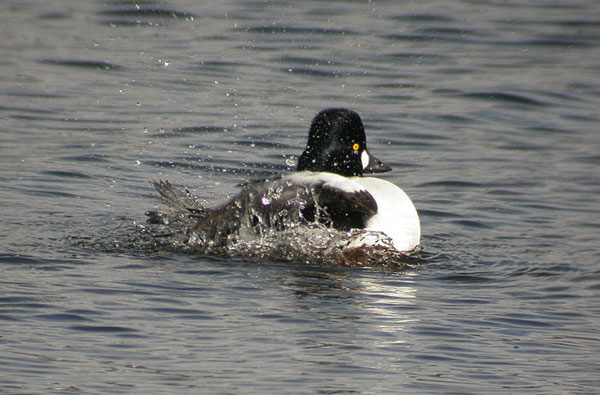 Common Goldeneye