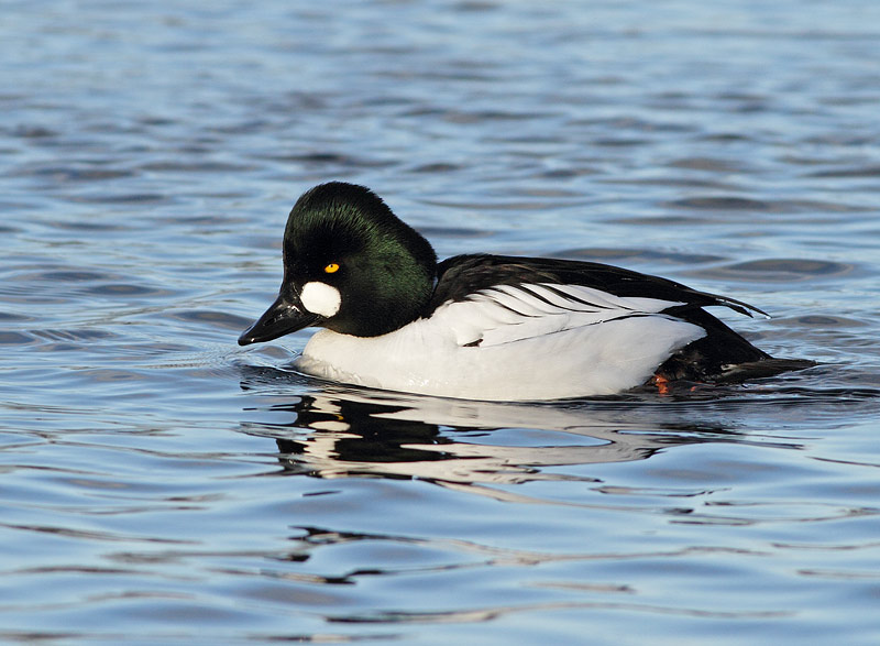 Common Goldeneye