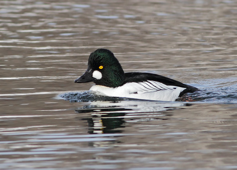 Common Goldeneye