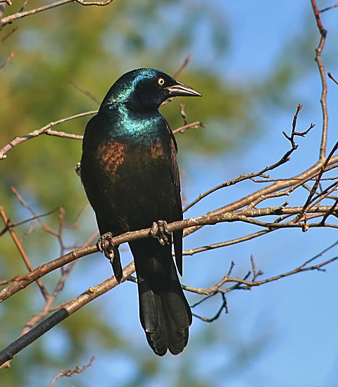 Common Grackle
