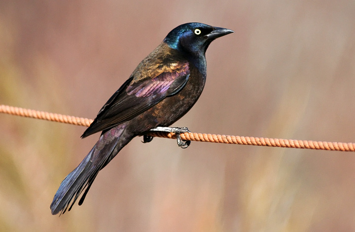Common Grackle