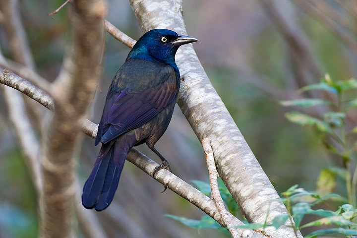 Common Grackle