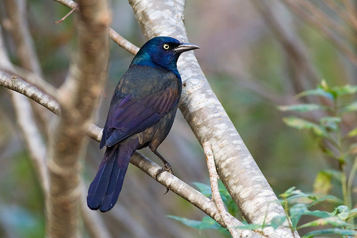 Common Grackle