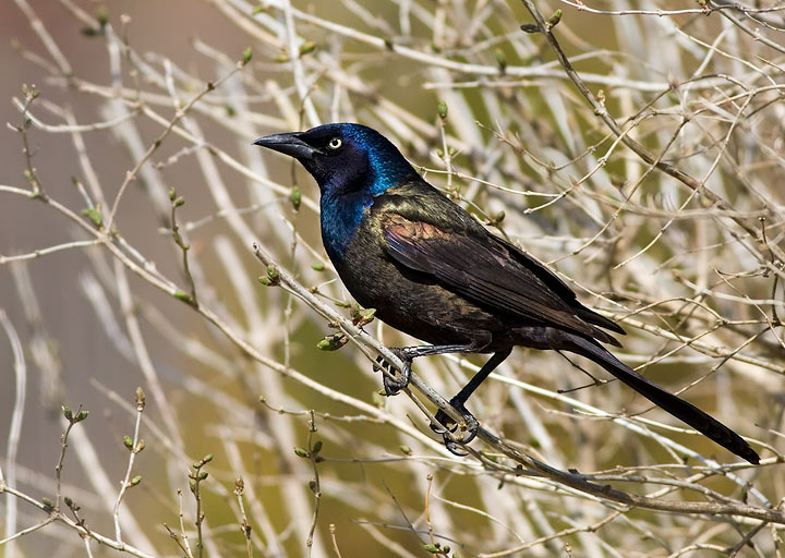 Common Grackle