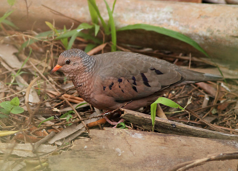 Common Ground Dove