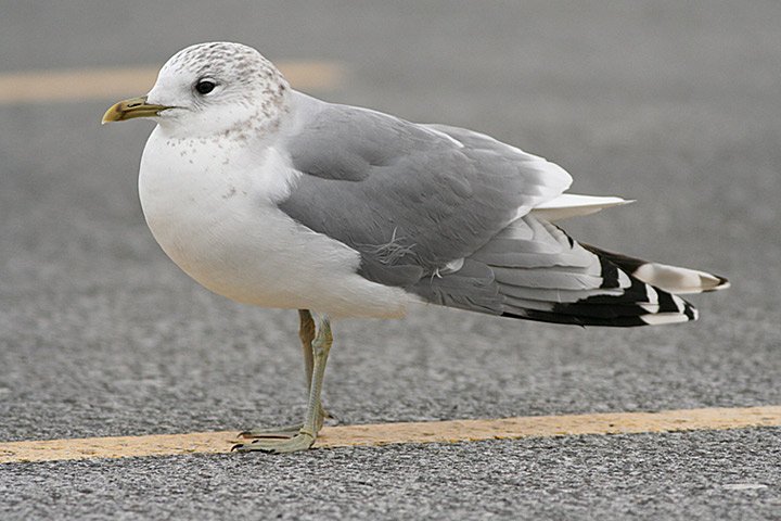 Common Gull