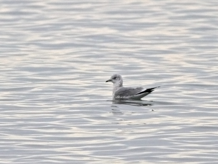 Mew (Common) Gull