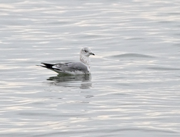 Mew (Common) Gull
