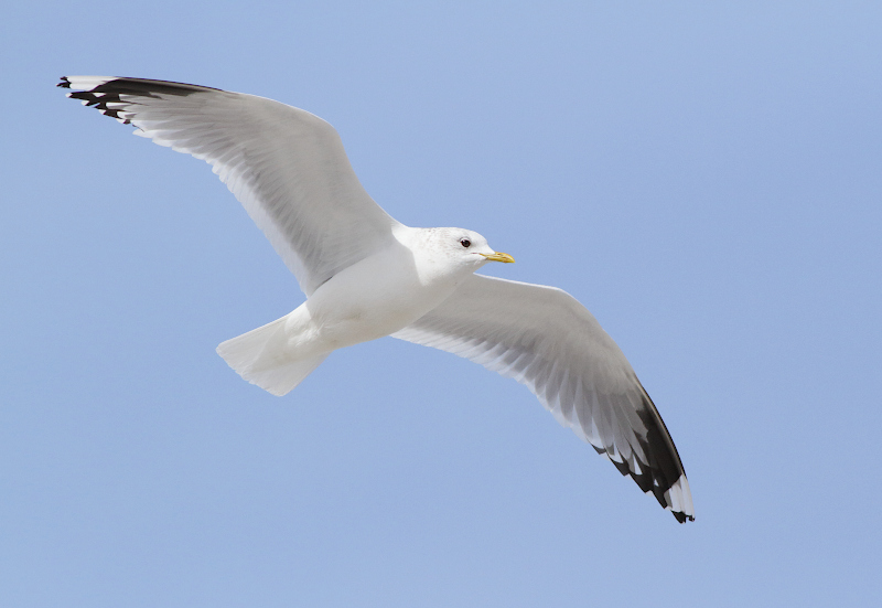 Common Gull