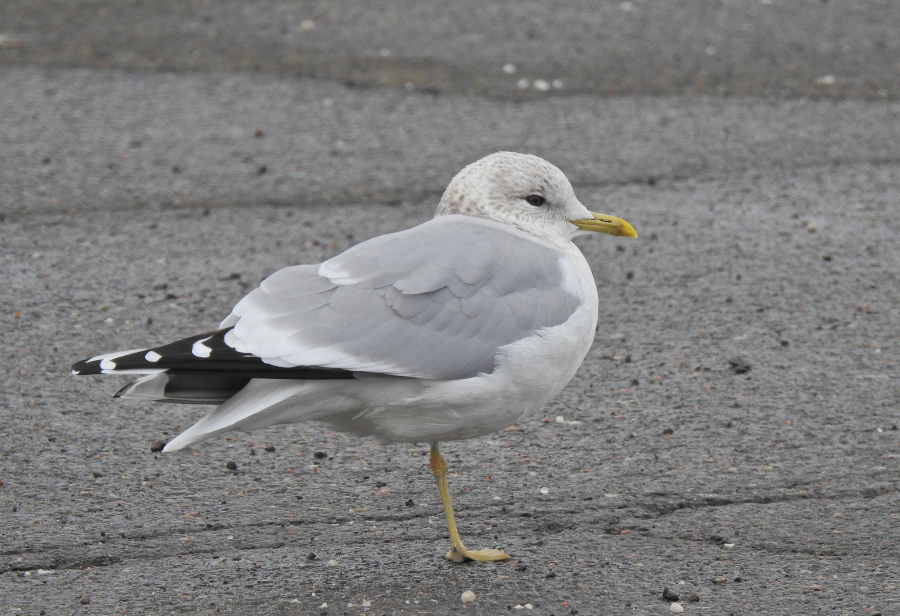 Common Gull