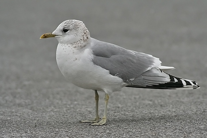 Common Gull