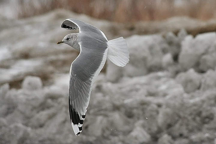 Common Gull