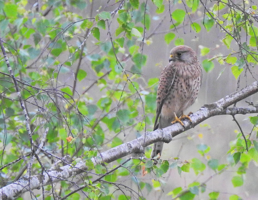 Common Kestrel