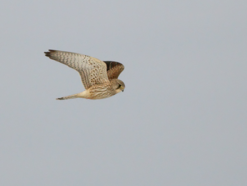 Common Kestrel