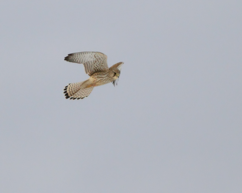 Common Kestrel
