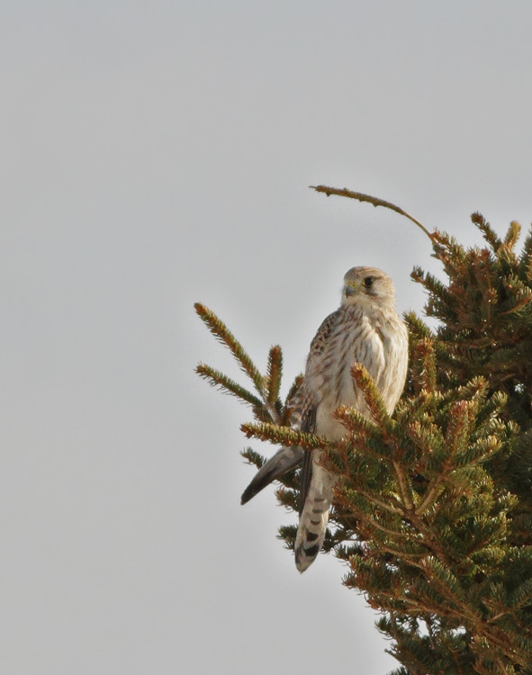 Common Kestrel