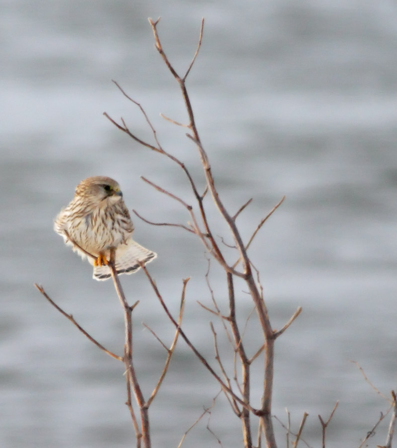 Common Kestrel