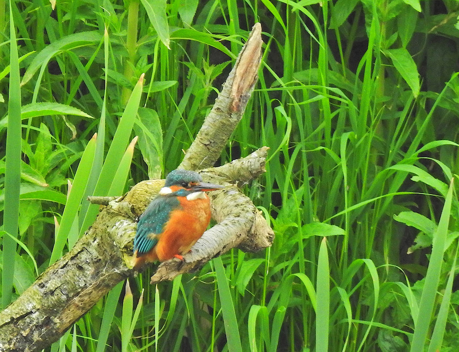 Common Kingfisher