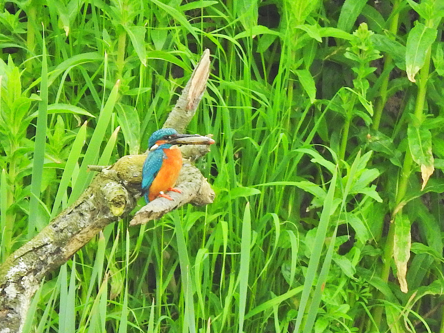 Common Kingfisher