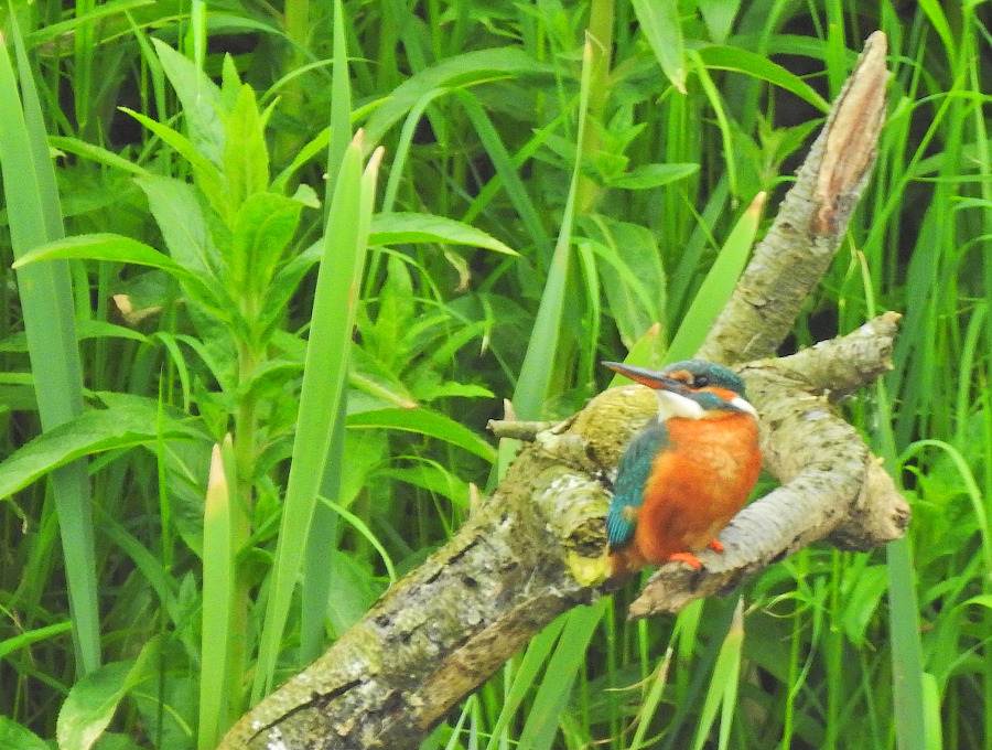 Common Kingfisher