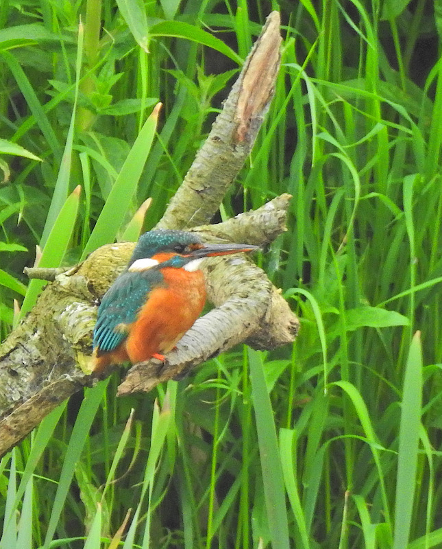 Common Kingfisher