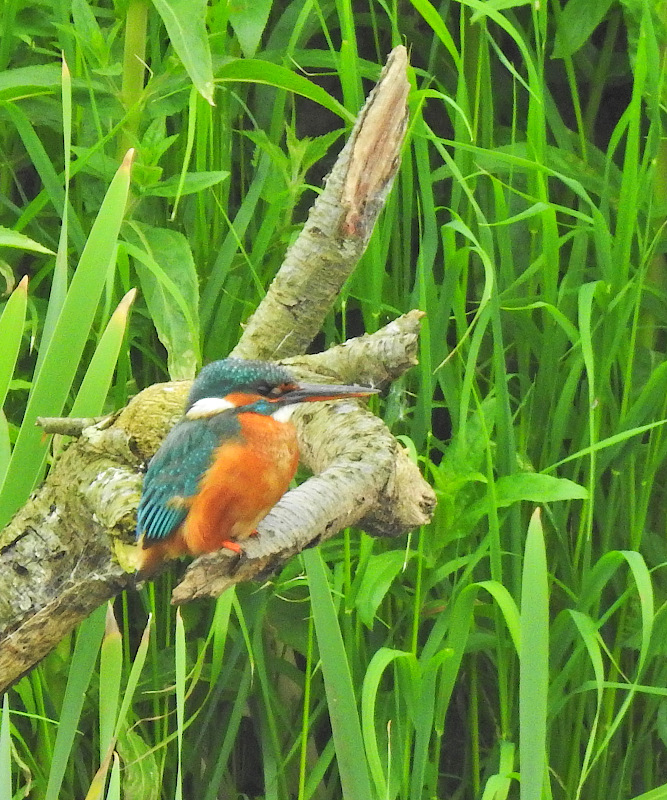 Common Kingfisher
