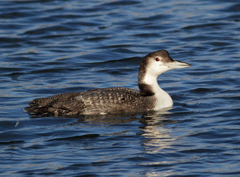 Common Loon