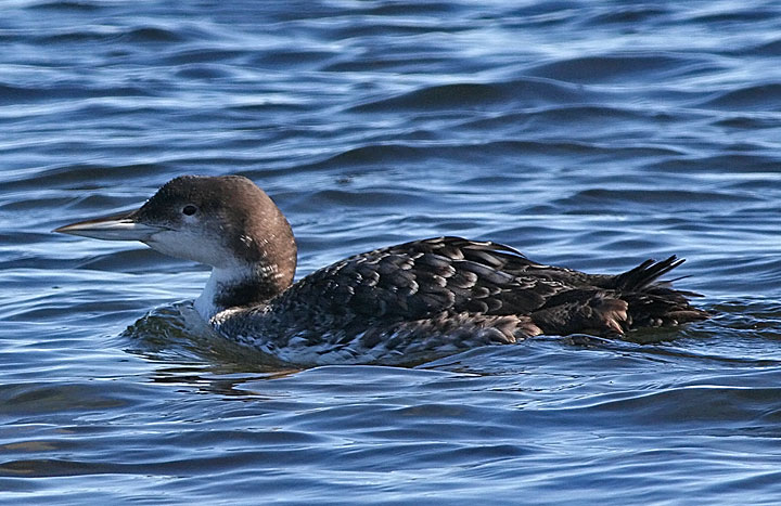 Common Loon