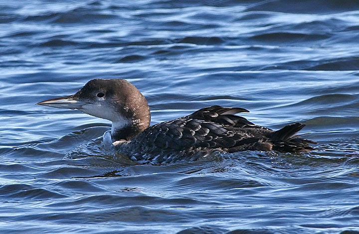 Common Loon