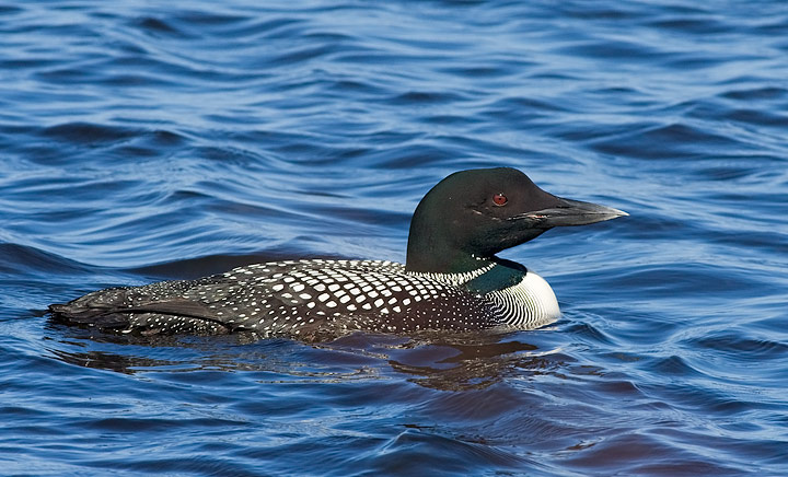 Common Loon