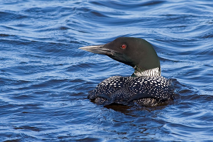Common Loon