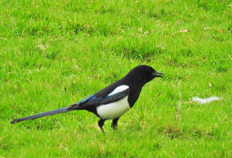 Common Magpie