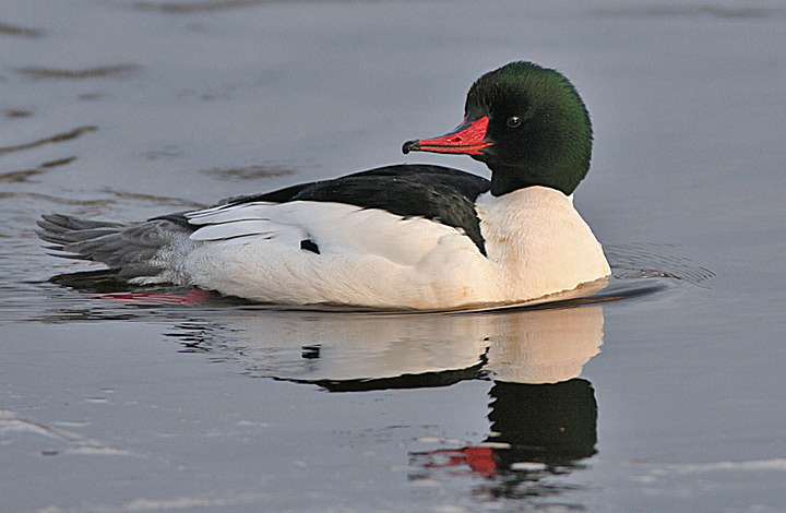 Common Merganser