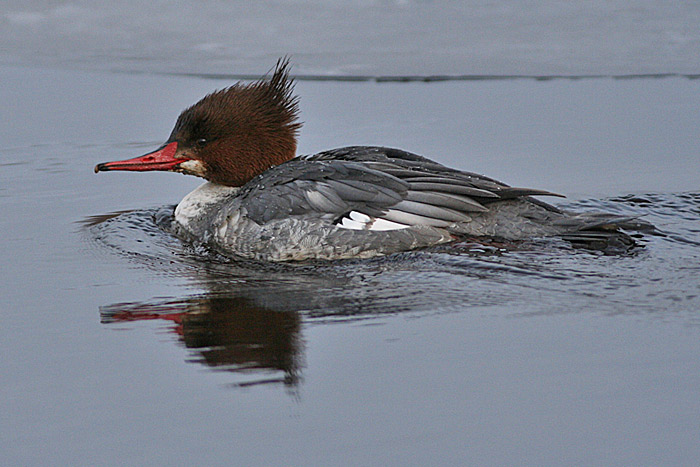 Common Merganser