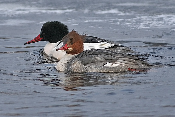 Common Merganser
