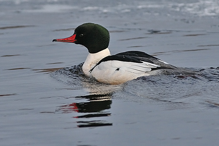 Common Merganser