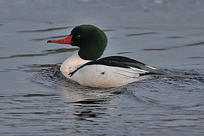Common Merganser