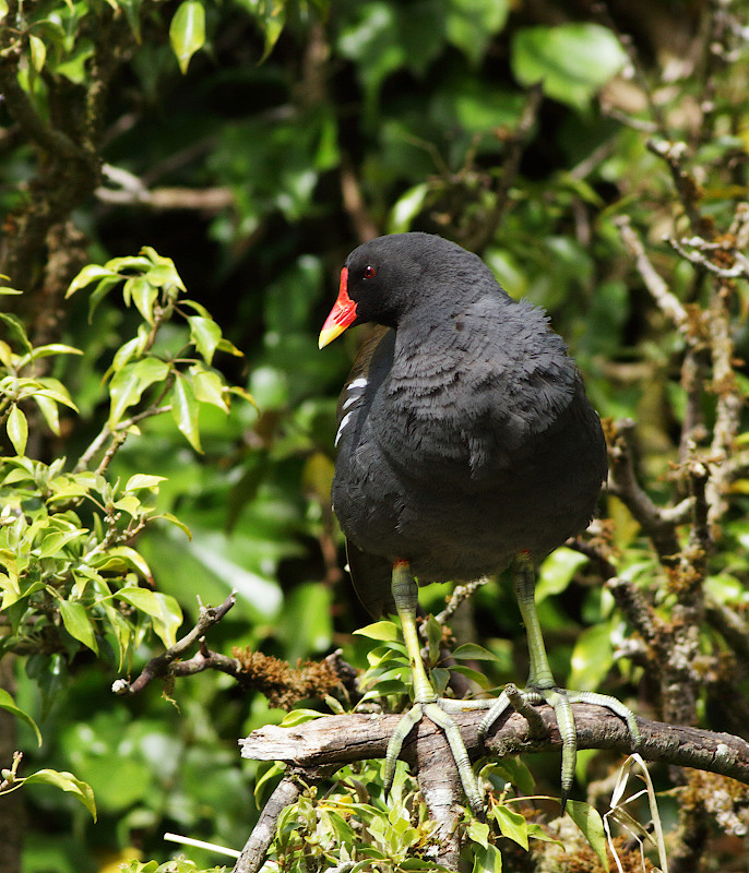 Common Moorhen