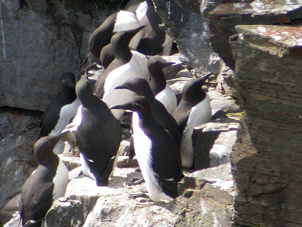 Common Murre