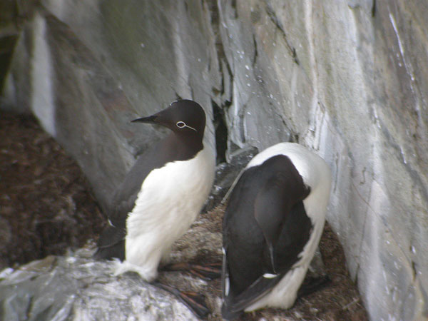 Common Murre