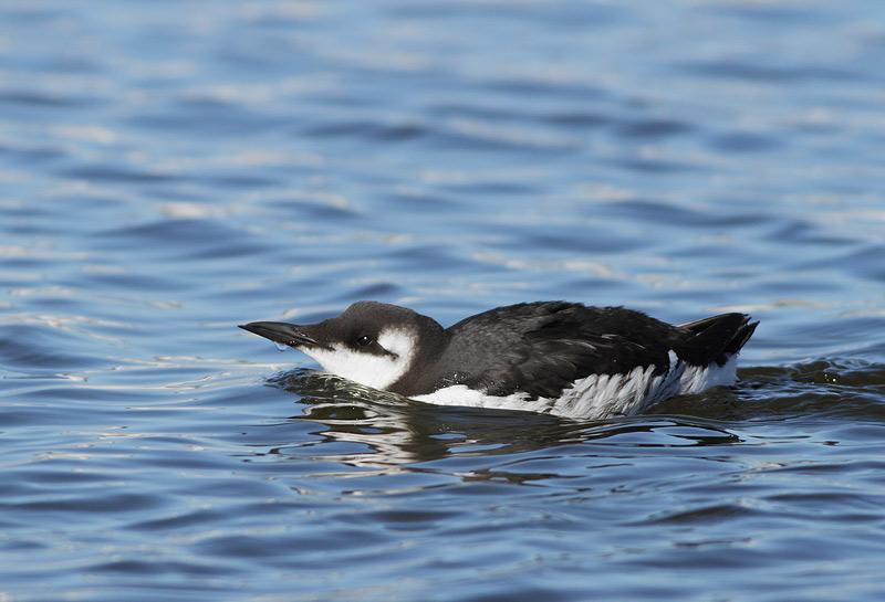 Common Murre