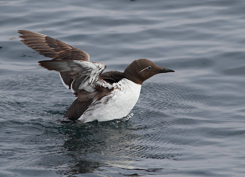 Common Murre