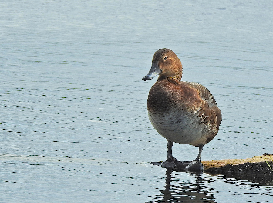 Common Pochard