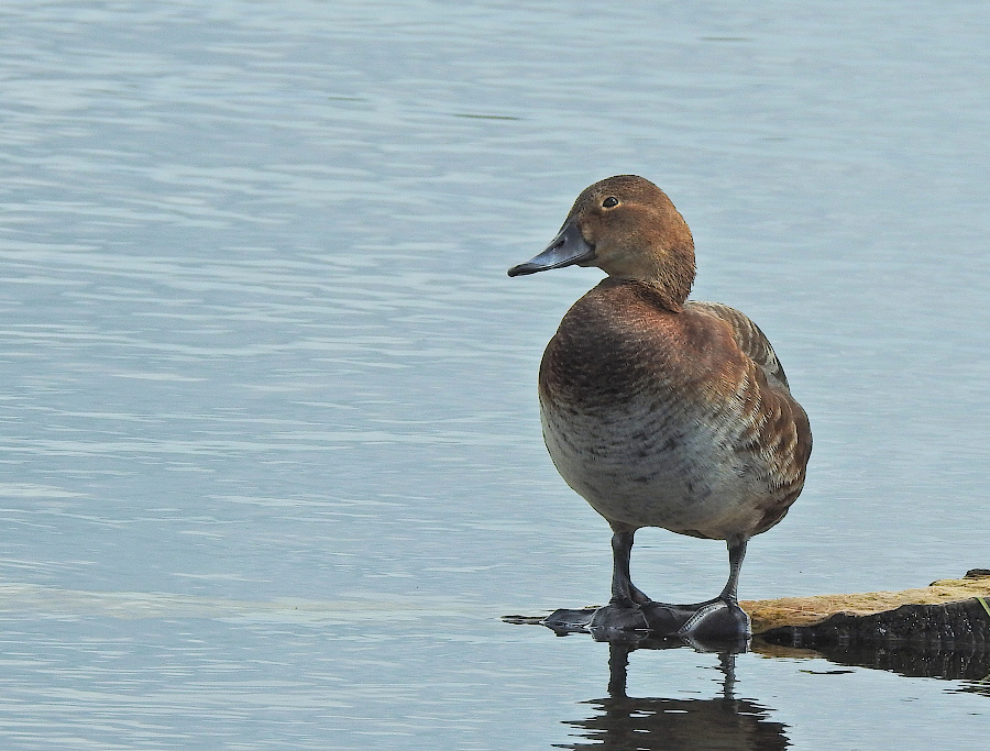 Common Pochard