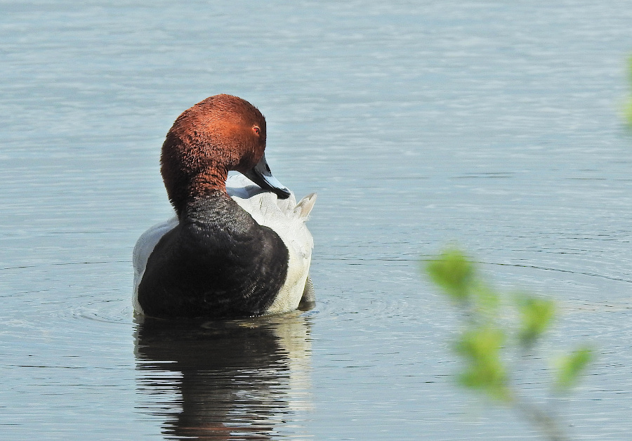 Common Pochard