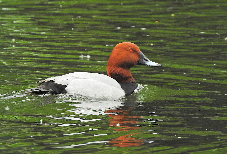 Common Pochard