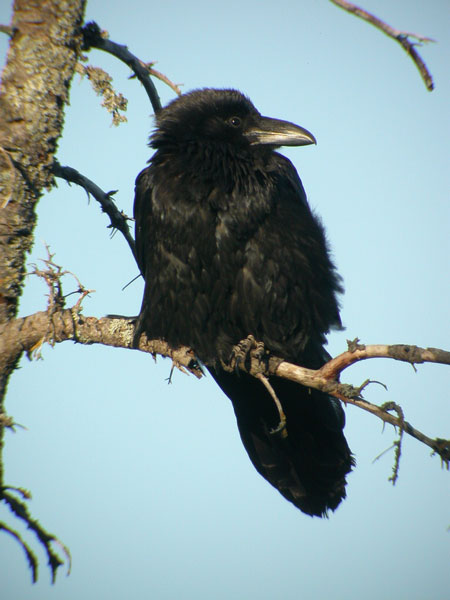 Common Raven